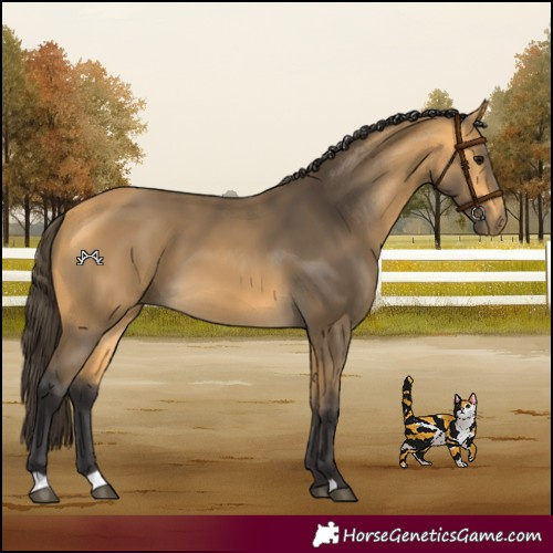 Horse Color:Buckskin