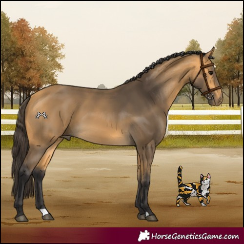 Horse Color:Buckskin