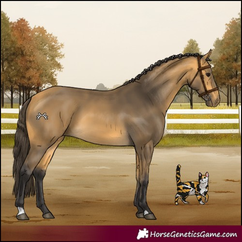 Horse Color:Buckskin 