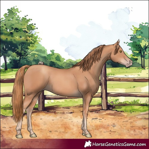 Horse Color:Gold Champagne