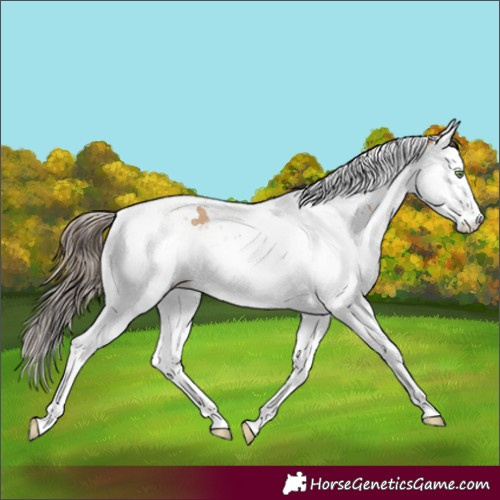 Horse Color:Amber Champagne Splash Tobiano