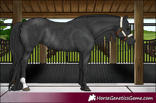 Horse Color:Black Rabicano