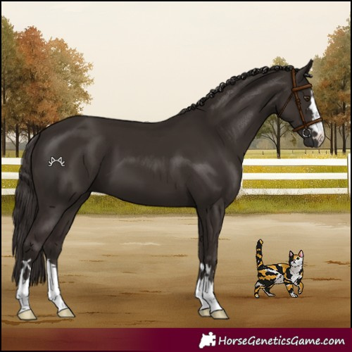 Horse Color:Liver Chestnut 
