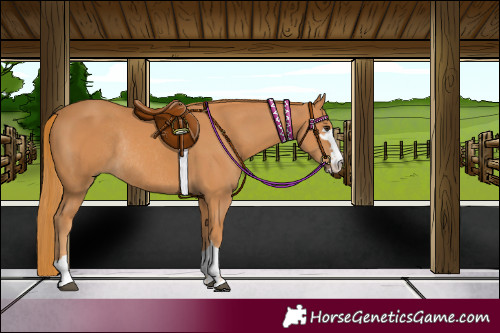 Horse Color:Chestnut Rabicano