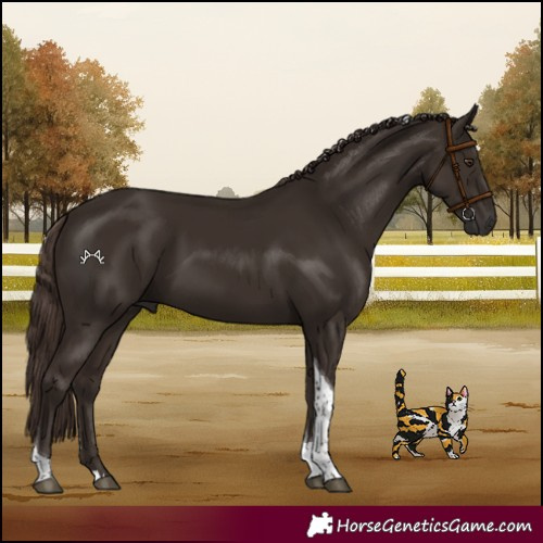 Horse Color:Liver Chestnut Tobiano Rabicano 