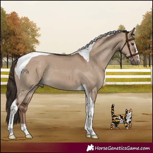 Horse Color:Liver Red Dun Tobiano