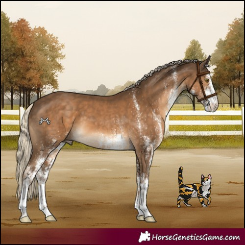 Horse Color:White Spotted Chocolate Palomino 