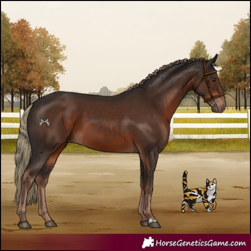 Horse Color:Liver Chestnut
