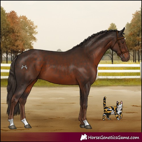 Horse Color:Liver Chestnut