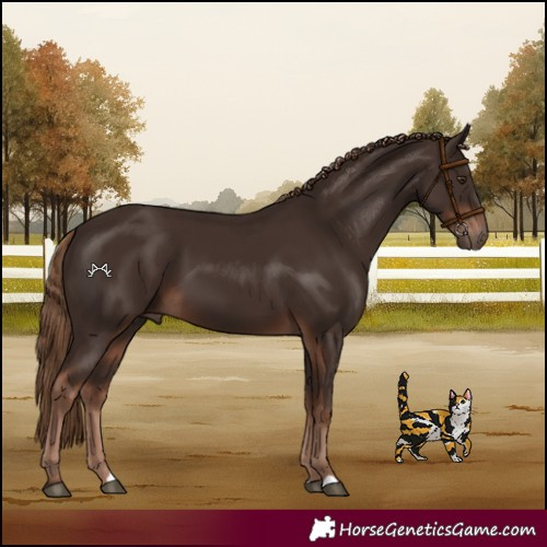 Horse Color:Liver Chestnut 