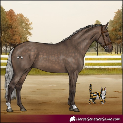 Horse Color:Silver Brown Dun