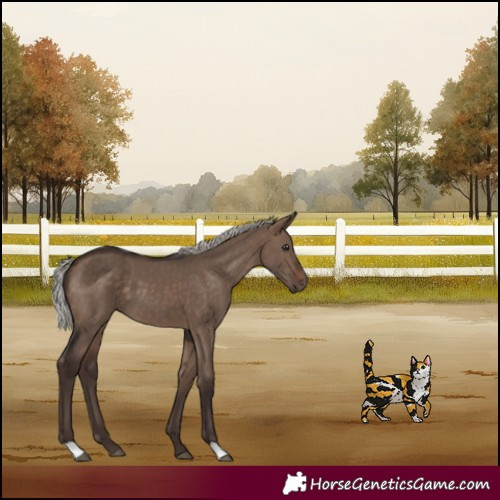 Horse Color:Silver Brown Dun
