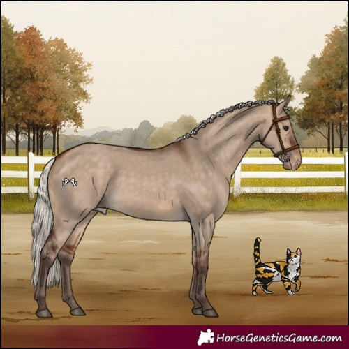 Horse Color:Silver Bay Dun Appaloosa