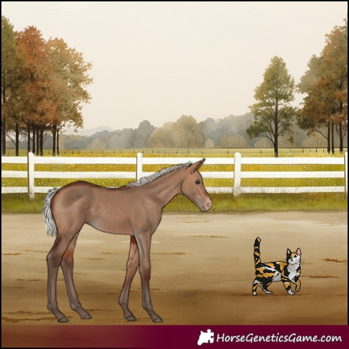 Horse Color:Silver Bay Dun Appaloosa