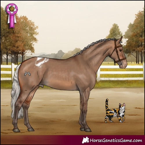 Horse Color:Silver Bay Dun Varnish 