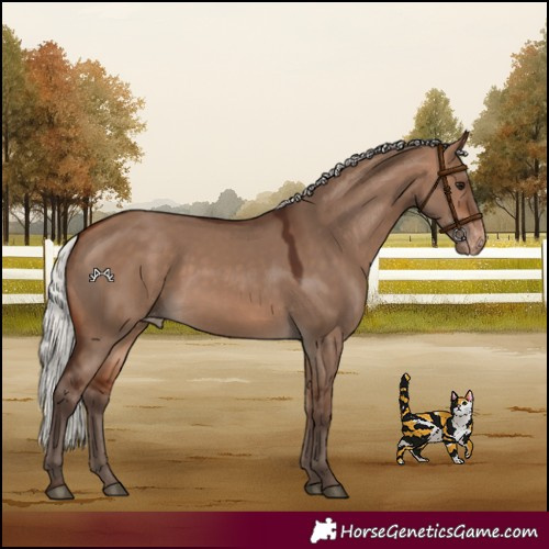 Horse Color:Silver Bay Dun Appaloosa