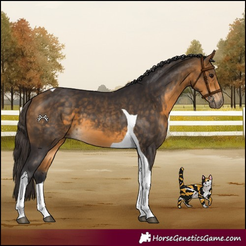 Horse Color:Buckskin Tobiano