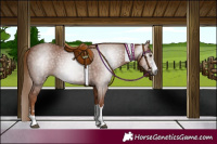 Horse Color:Gray Chestnut Rabicano