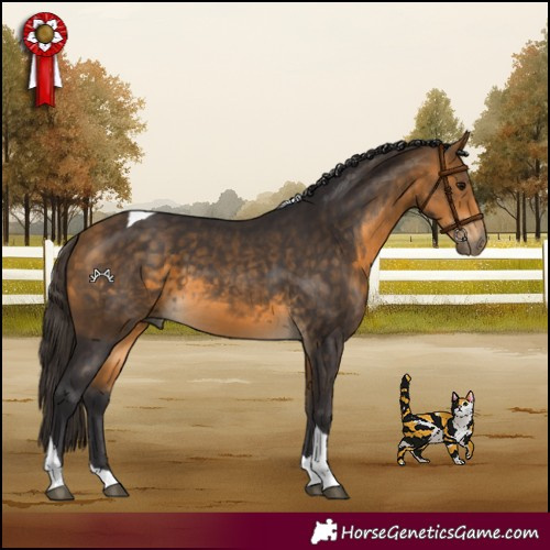 Horse Color:Buckskin Tobiano 