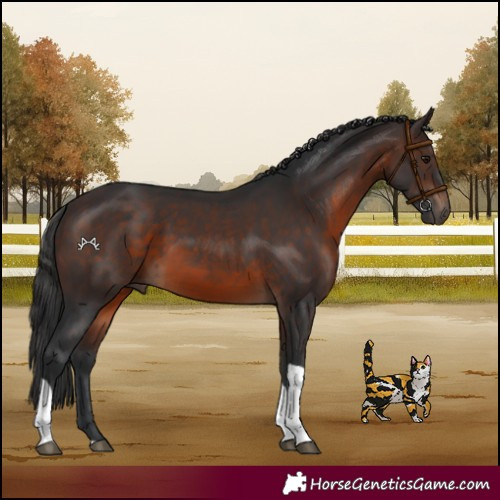 Horse Color:Brown Tobiano