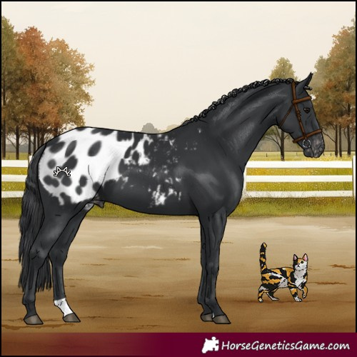 Horse Color:Black Appaloosa 
