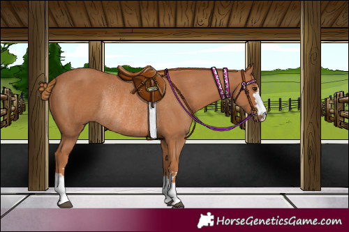 Horse Color:Chestnut Rabicano 