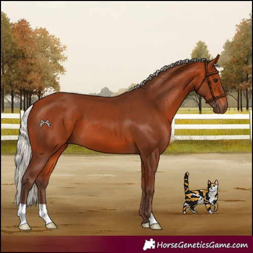 Horse Color:Silver Bay 