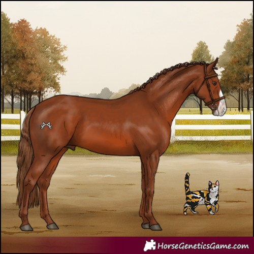 Horse Color:Chestnut Frame