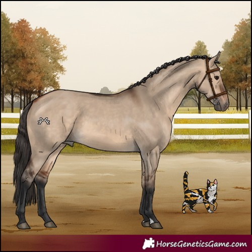 Horse Color:Bay Dun 