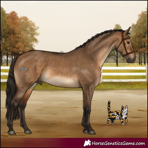 Horse Color:Gray Bay Dun 
