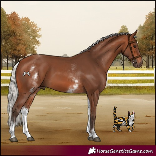 Horse Color:White Spotted Silver Brown