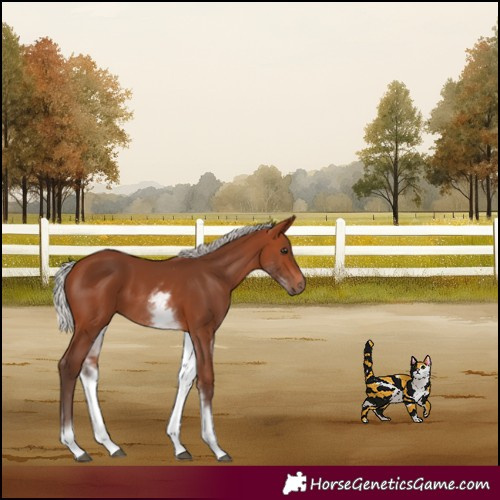 Horse Color:White Spotted Silver Brown 