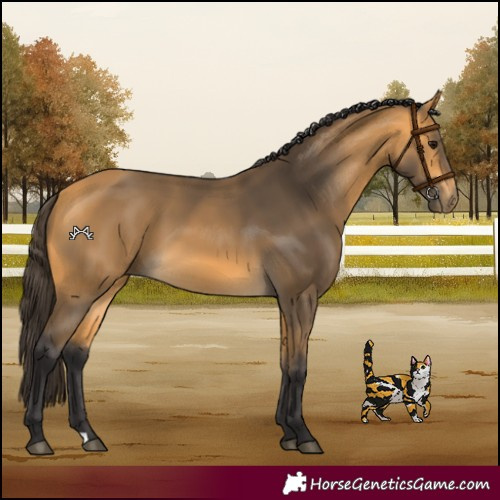 Horse Color:Buckskin 
