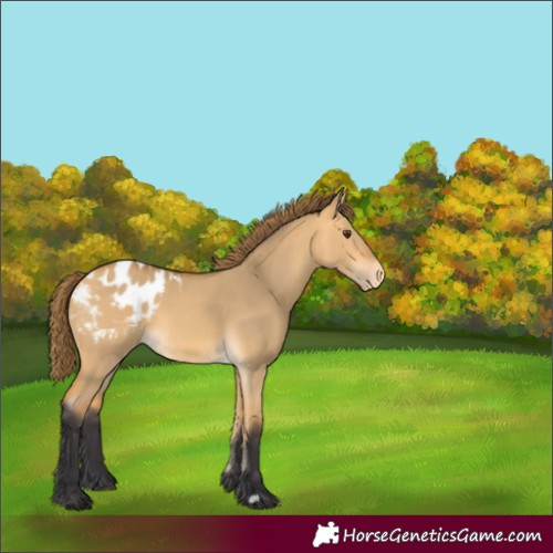 Horse Color:Buckskin Dun Appaloosa