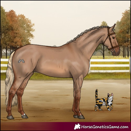 Horse Color:Red Dun 