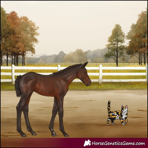 Horse Color:Liver Chestnut 