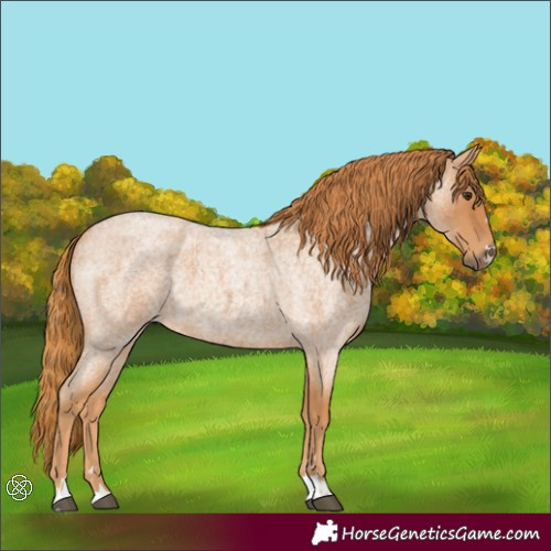 Horse Color:Red Roan