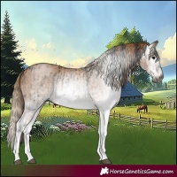 Horse Color:Gray White Spotted Black and Gray White Spotted Chestnut