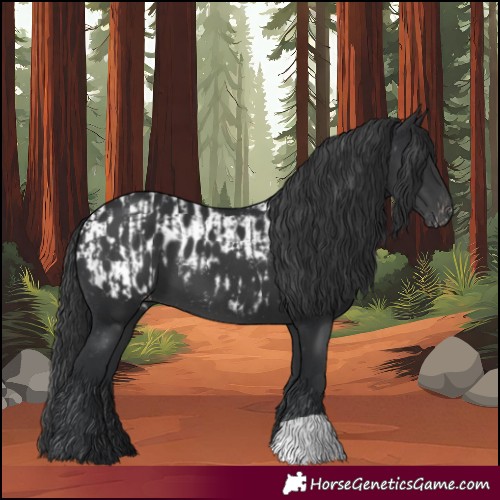 Horse Color:Black  and Black Appaloosa 