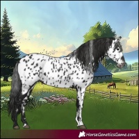 Horse Color:Gray Black Appaloosa