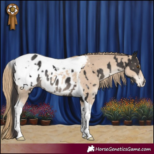 Horse Color:Smoky Black Tobiano Appaloosa Rabicano and Smoky Creme Tobiano Appaloosa Rabicano