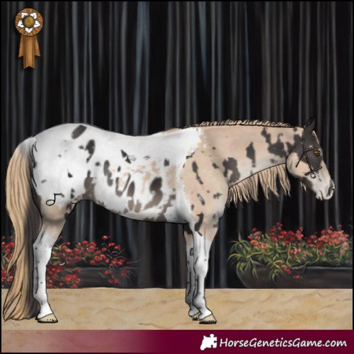 Horse Color:Smoky Black Tobiano Near Leopard Rabicano and Smoky Creme Tobiano Snowcap Rabicano
