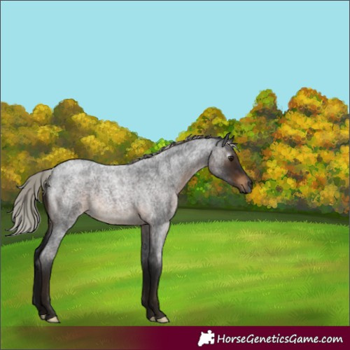 Horse Color:Gray Silver Brown Roan 