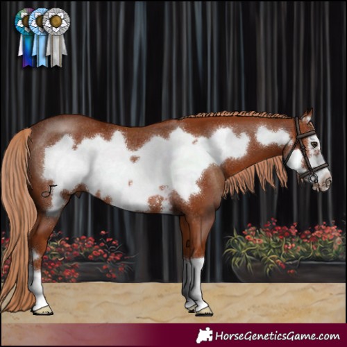 Horse Color:Chestnut Frame Rabicano