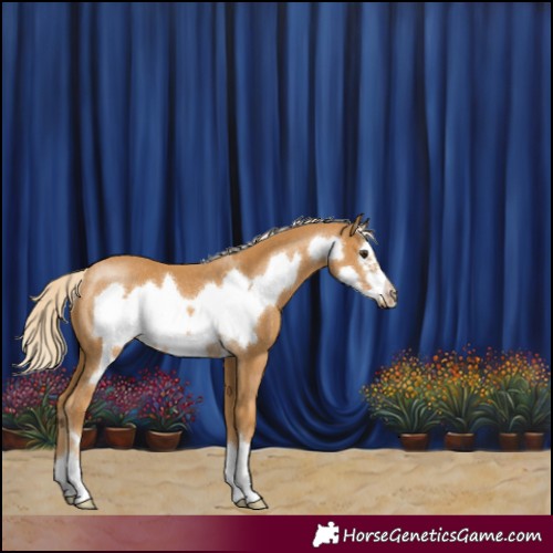 Horse Color:Palomino Frame Rabicano