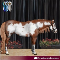 Horse Color:Chestnut Frame Rabicano 