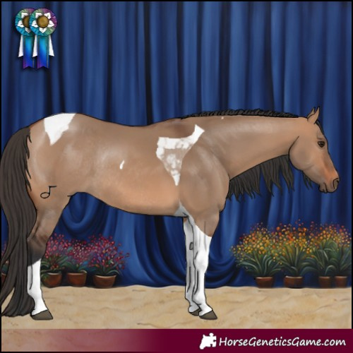 Horse Color:Bay Dun Tobiano Rabicano 
