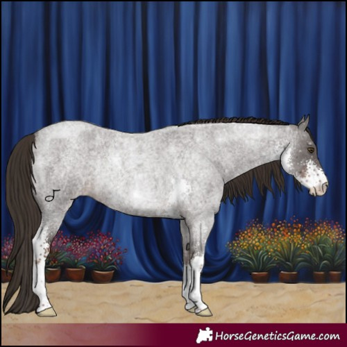 Horse Color:Liver Red Roan Sabino Rabicano 