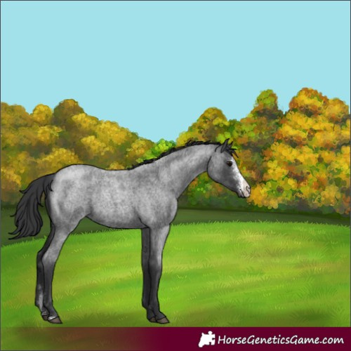 Horse Color:Blue Roan Sabino 