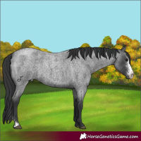 Horse Color:Blue Roan Sabino 